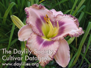 Daylily Royal Braid